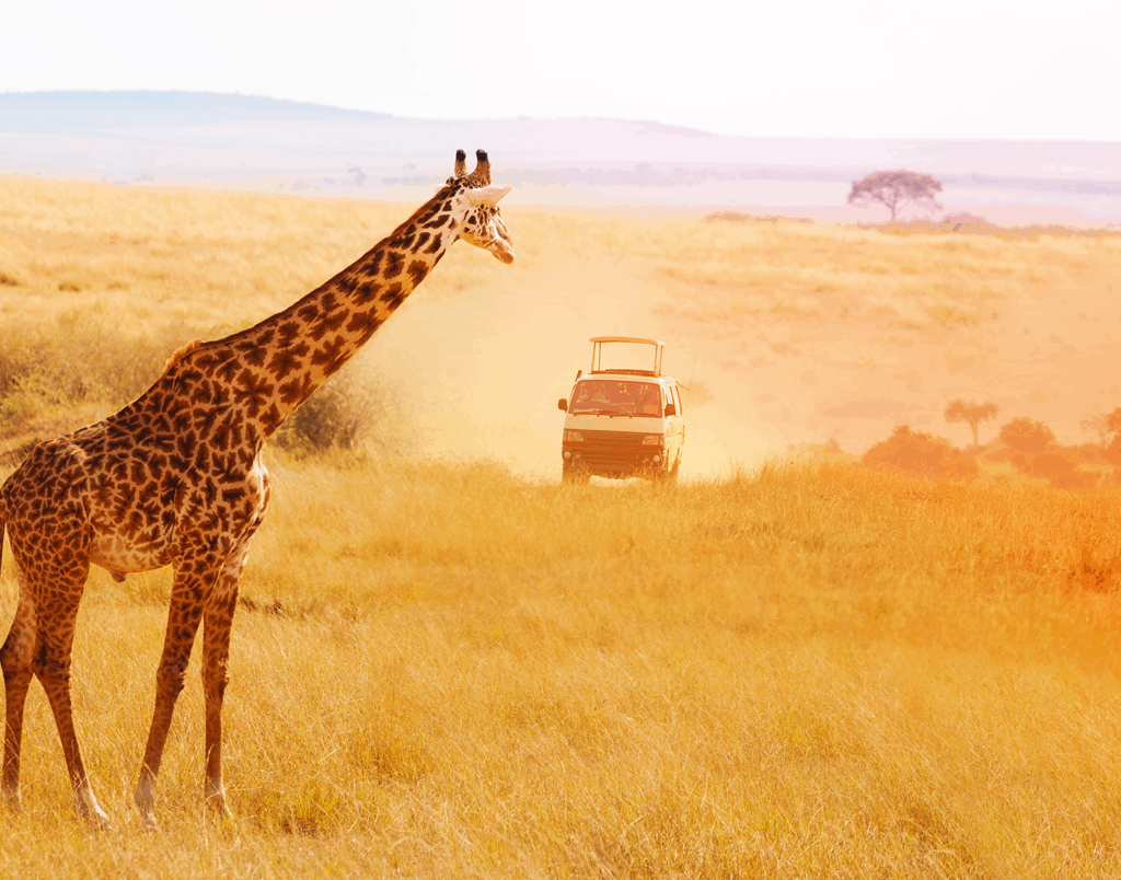 Pushime në Kenia 2026! Safari në Masai Mara, Amboseli, Tsavo dhe plazhe tropikale. Eksperienca safari luksoze me Elite Travel Agency. Rezervoni tani!